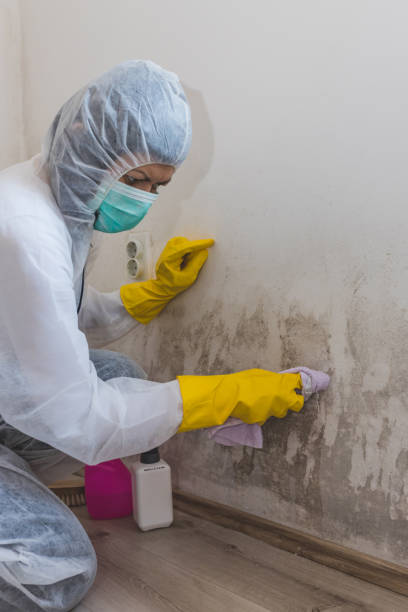 Best Commercial Mold Inspection  in East Farmingdale, NY