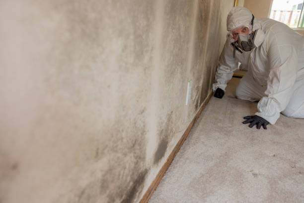 Mold Documentation for Insurance Claims in East Farmingdale, NY